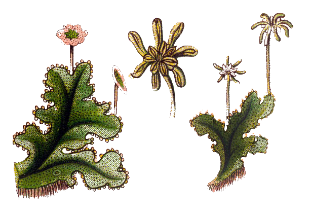 Marchantia Transparente