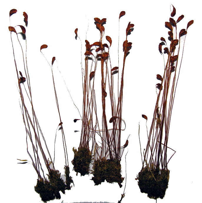 Musgo común Transparente