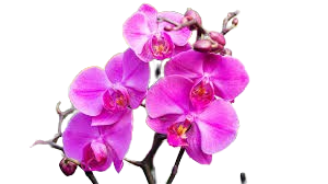 Orquídea Transparente