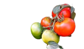 Tomatera Transparente