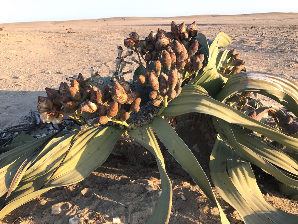 Welwitschia
