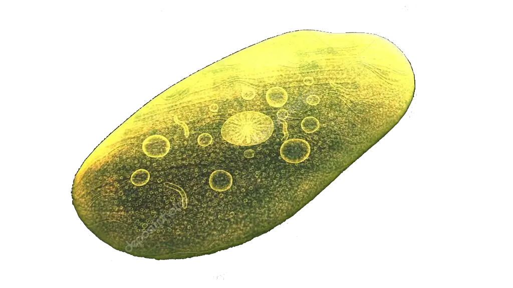 Entamoeba Histolytica