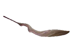 Euglenozoa Kinetoplastida