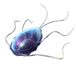 Giardia Lamblia