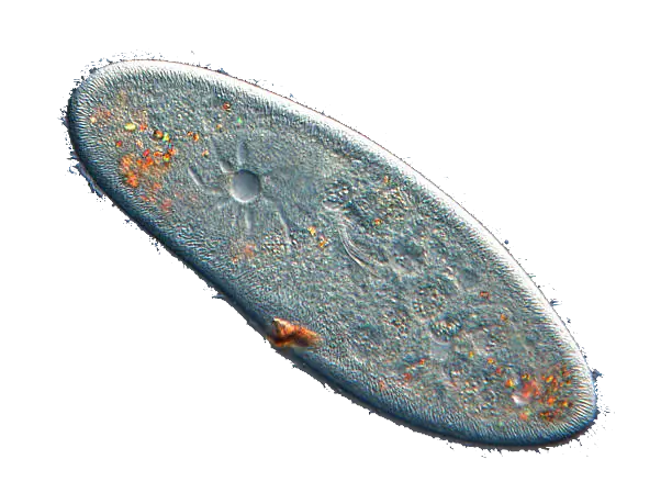 Paramecium Caudatum