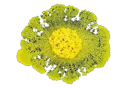 Physarum Polycephalum