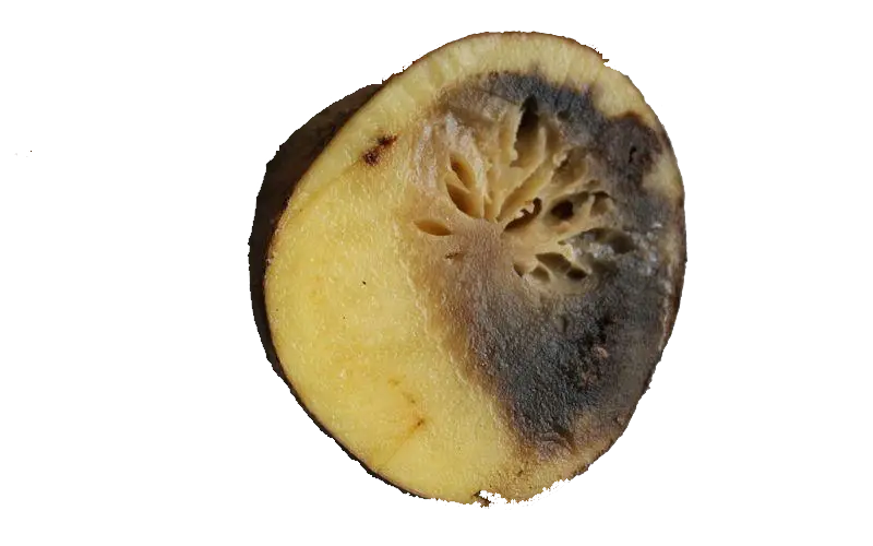 Phytophthora Infestans