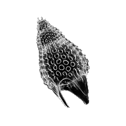 Radiolaria
