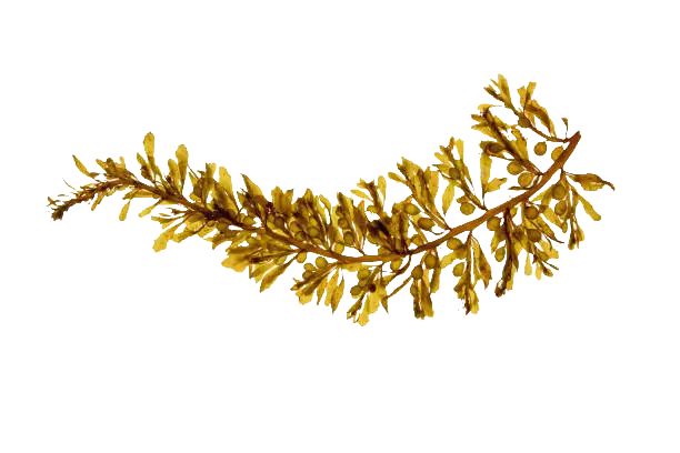 Sargassum