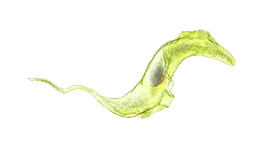 Trypanosoma Cruzi