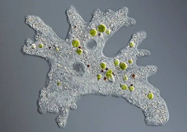 Amoeba Proteus
