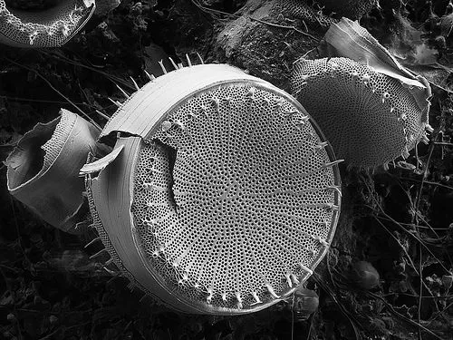 Diatoms