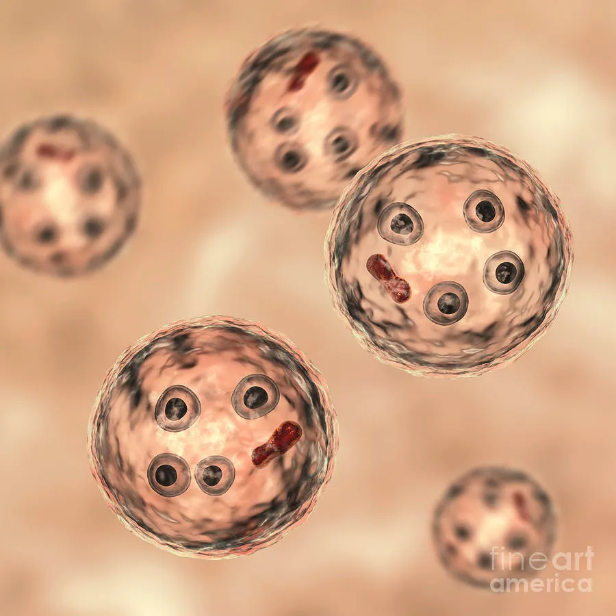 Entamoeba Histolytica