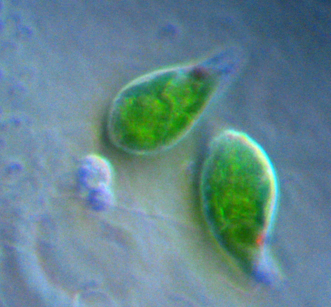 Euglenozoa Kinetoplastida