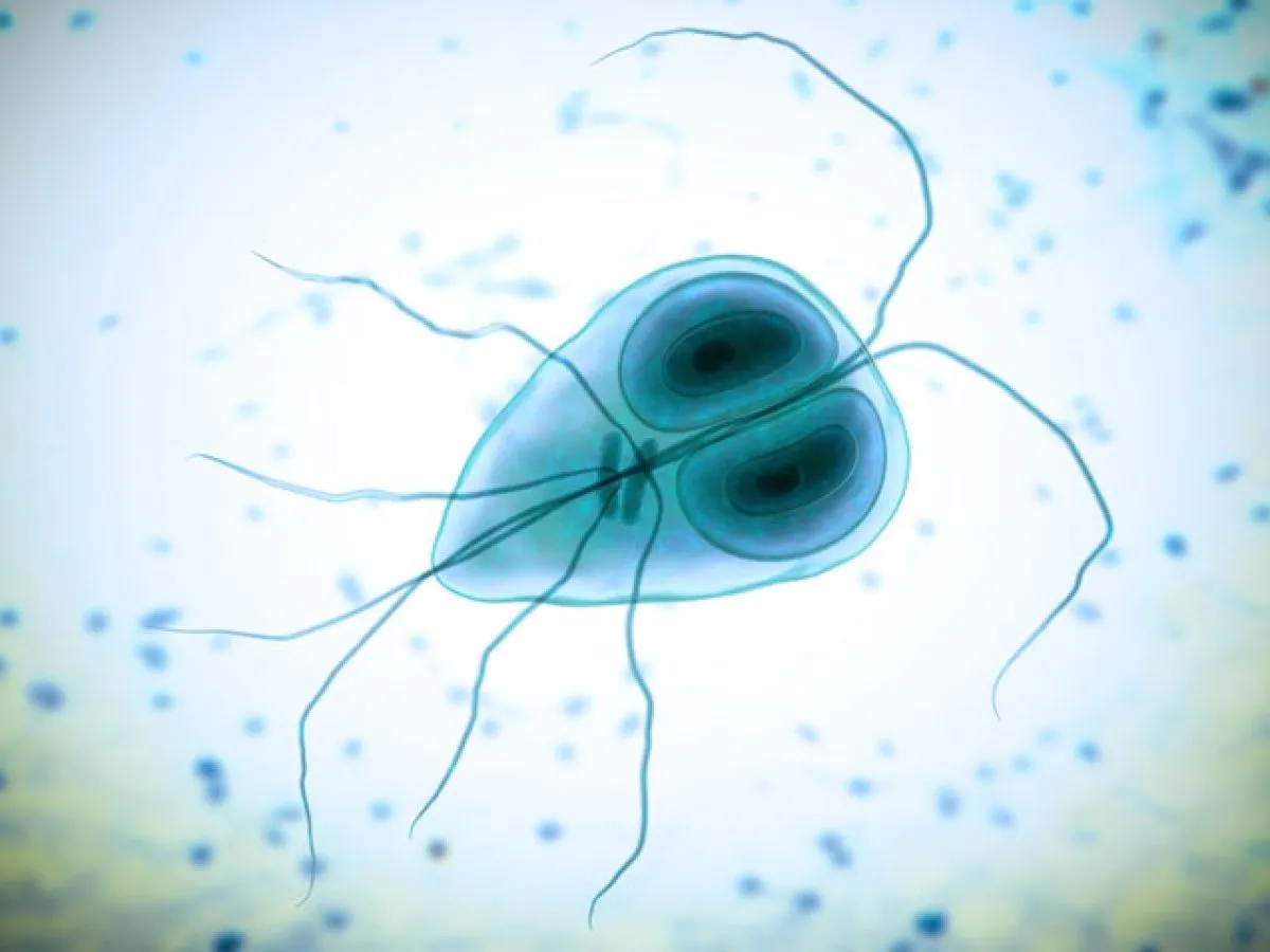 Giardia Lamblia