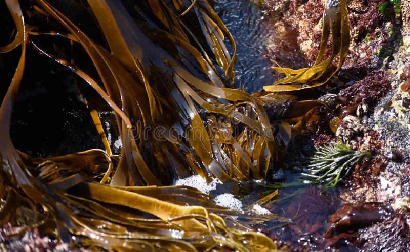 Laminaria Digitata