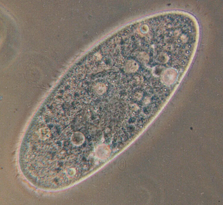 Paramecium Caudatum