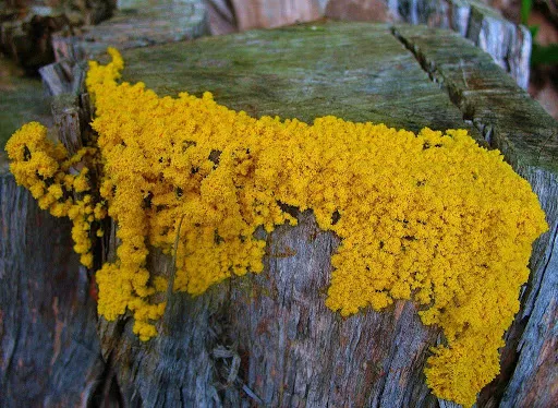Physarum Polycephalum