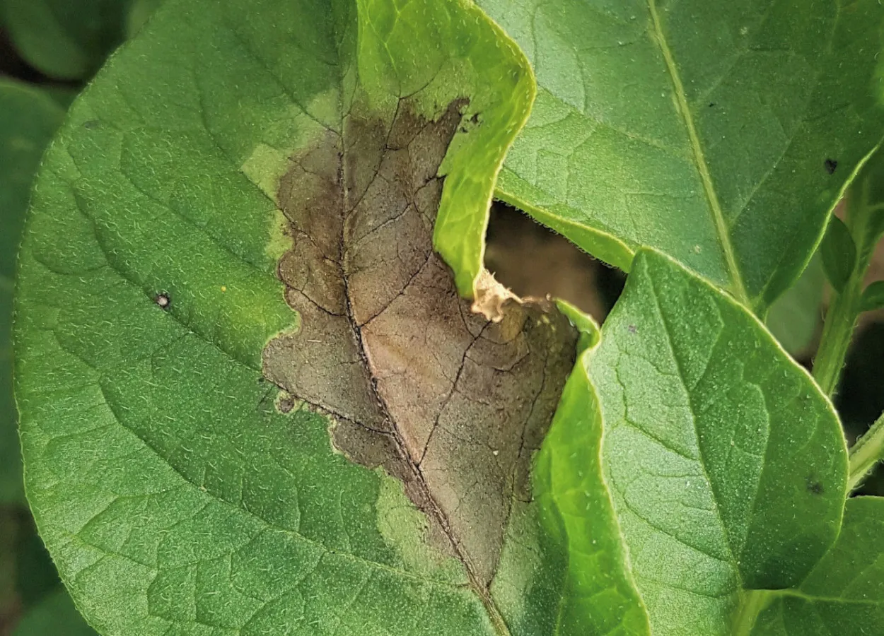 Phytophthora Infestans