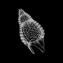 Radiolaria