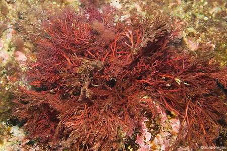Rhodophyta