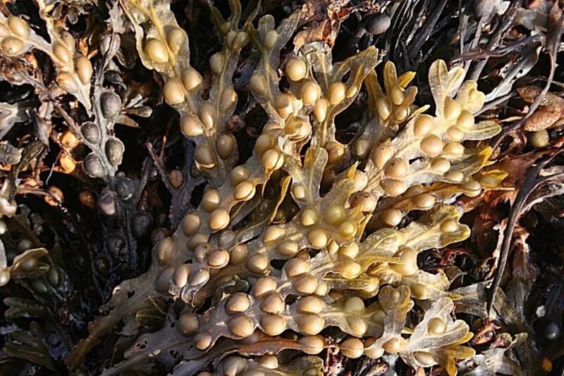 Sargassum