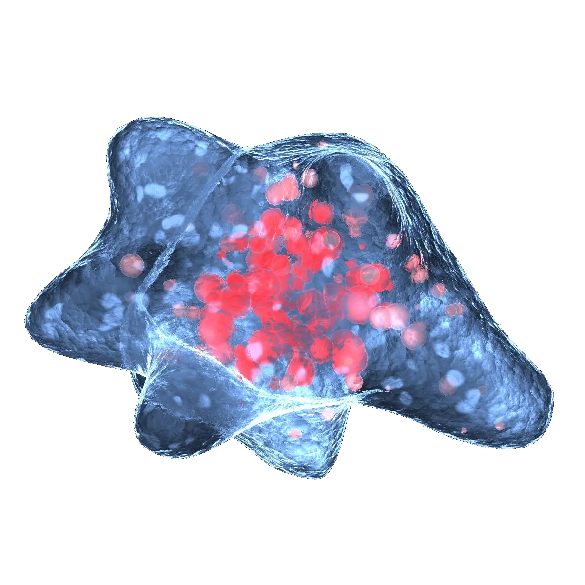 Amoeba Proteus Transparente