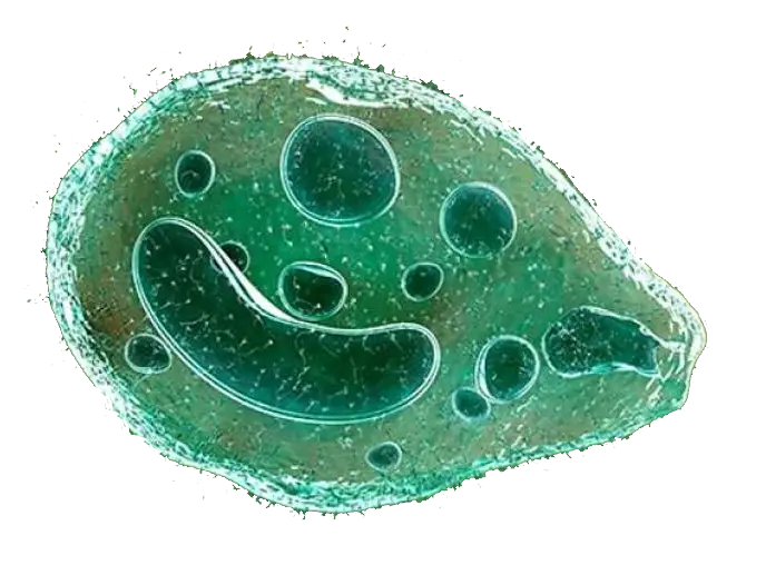 Balantidium Coli Transparente