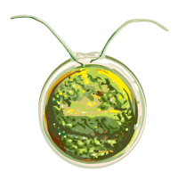 Chlamydomonas Transparente