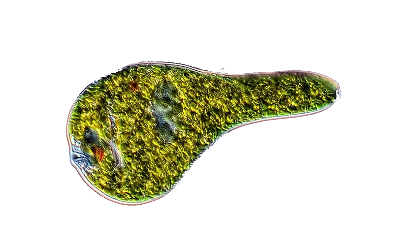 Euglena Gracilis Transparente