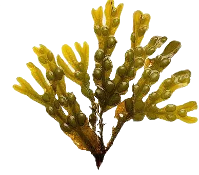 Phaeophyta Transparente