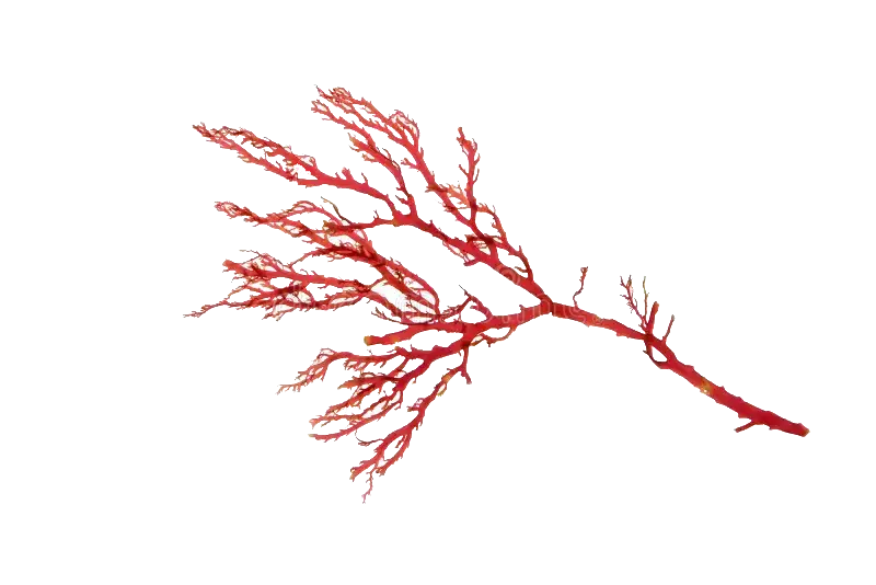Rhodophyta Transparente