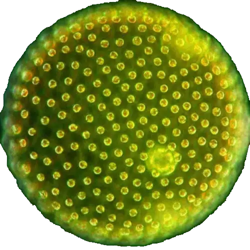 Volvox Globator Transparente