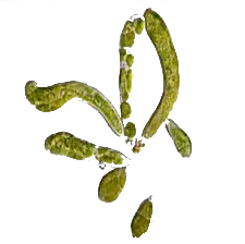 Xanthophyta Transparente